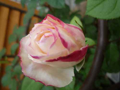 a0061973_818825.jpg