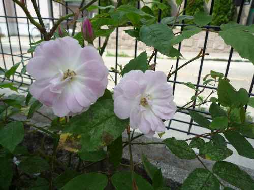a0061973_8243123.jpg