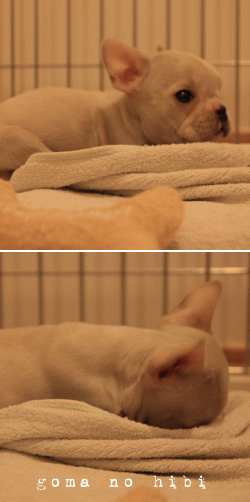 b0180085_2338385.gif