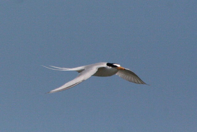 d0133693_21522069.jpg