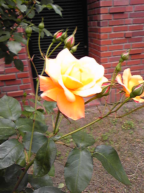 f0162908_2234954.jpg