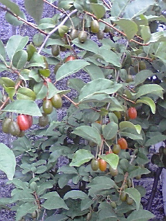 f0049813_10101353.jpg