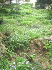 e0097615_1054182.jpg