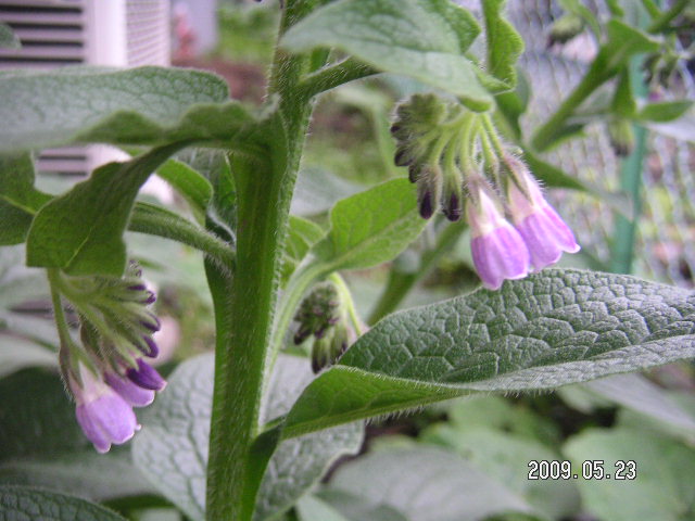 a0020929_11161557.jpg