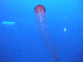 b0165236_1104478.jpg