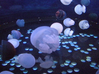 b0165236_1131762.jpg