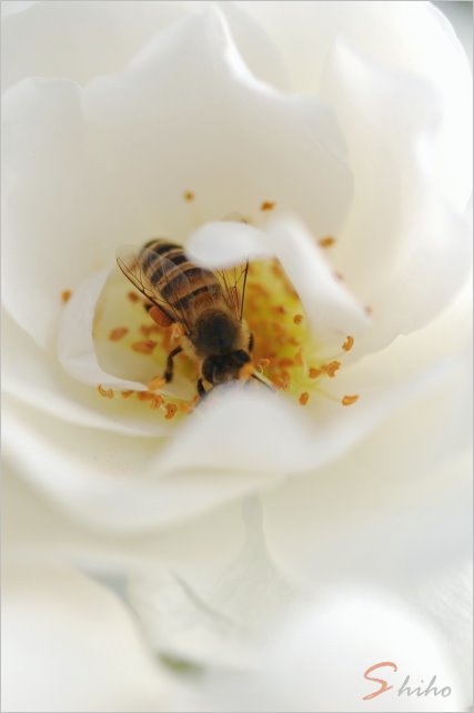 e0011137_12454090.jpg