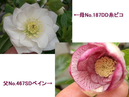 c0025140_10363684.jpg