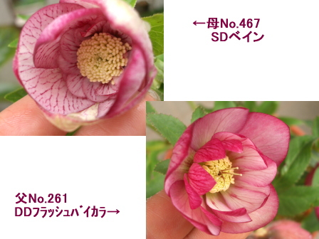 c0025140_1047331.jpg