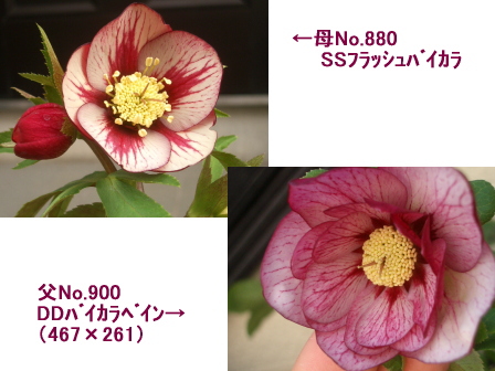 c0025140_10515278.jpg