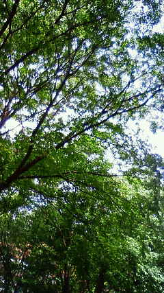 e0111142_1446482.jpg