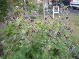 b0157246_21501220.jpg