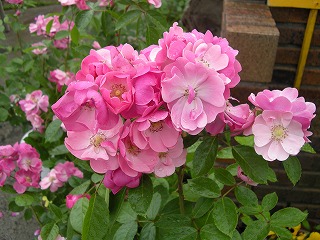 b0157246_22195895.jpg