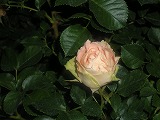 b0157246_222312.jpg