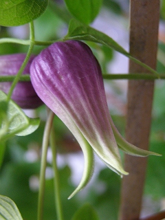 e0118257_1845146.jpg
