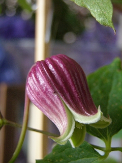 e0118257_18535577.jpg