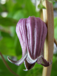 e0118257_1856027.jpg