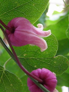 e0118257_18573071.jpg