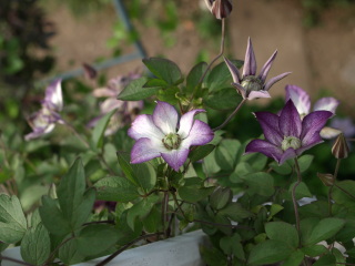 e0105760_12354212.jpg
