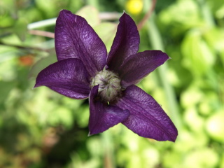 e0105760_1237534.jpg