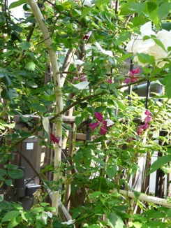 f0195963_1524935.jpg