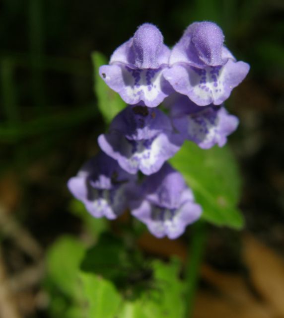 c0042869_14434138.jpg