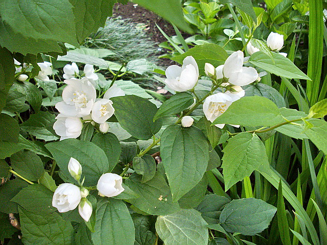 c0138198_95675.jpg