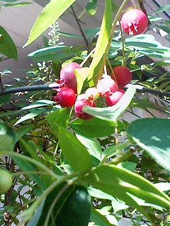 e0058898_14455292.jpg