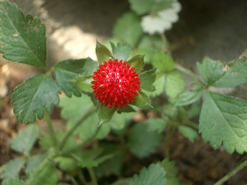 b0052108_23345155.jpg
