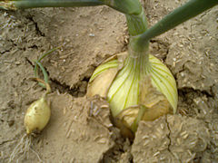 a0118120_19422432.jpg