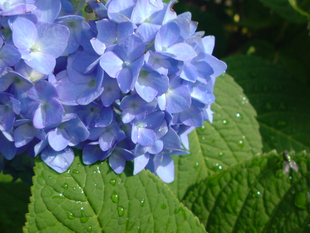 e0016828_1725395.jpg