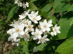 d0140133_8509100.jpg