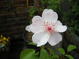 b0157246_22475570.jpg