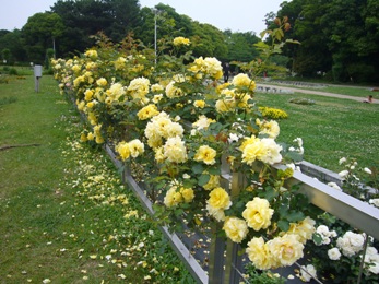 e0100046_16201363.jpg