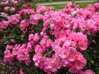 e0100046_16245729.jpg
