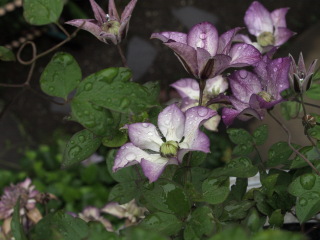 e0105760_9125145.jpg