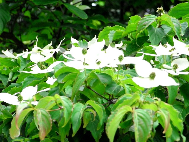 b0044663_2311534.jpg
