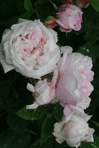 c0006870_9521484.jpg