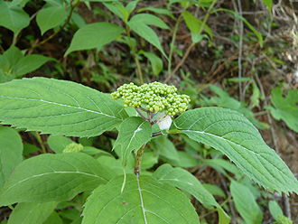 e0066586_10203883.jpg