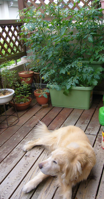 c0085188_1720342.jpg