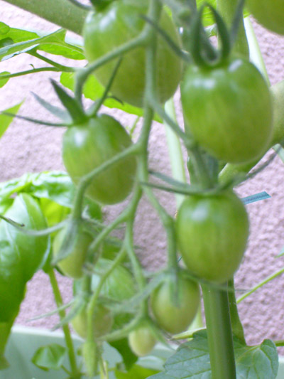c0085188_1721927.jpg