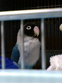 e0175288_1134163.jpg