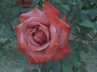 d0129293_2218040.jpg