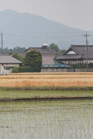 d0133693_17473040.jpg