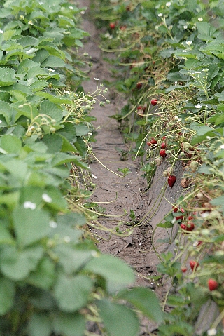 d0133693_17474854.jpg