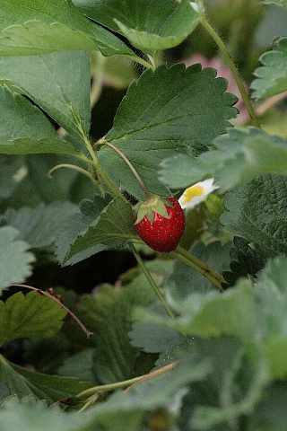 d0133693_17481465.jpg