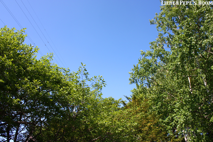 f0001895_17295477.jpg