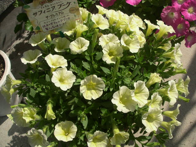 c0173896_7205098.jpg