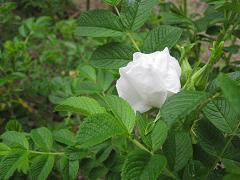 f0013998_18183688.jpg