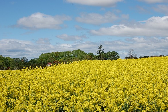 a0114514_19181459.jpg